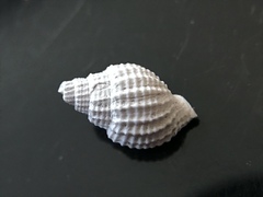 Cancellaria reticulata