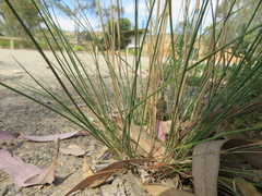 Austrostipa scabra