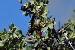 Polistes major
