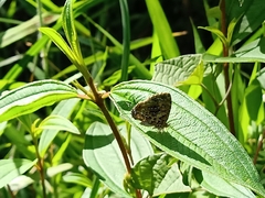 Catapaecilma major