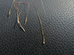 Austrostipa scabra