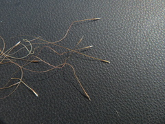 Austrostipa scabra