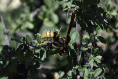 Polistes major
