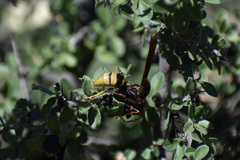 Polistes major