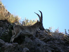 Capra pyrenaica