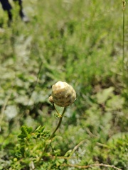 Centaurea orientalis