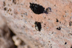 Notogramma