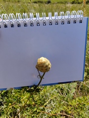 Centaurea orientalis