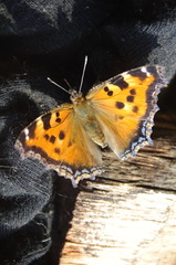 Nymphalis xanthomelas