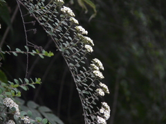 Spiraea canescens