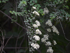 Spiraea canescens