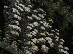 Spiraea canescens