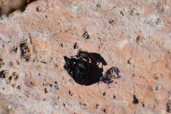 Notogramma