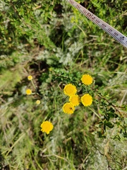 Tanacetum achilleifolium