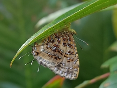 Catapaecilma major