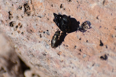 Notogramma