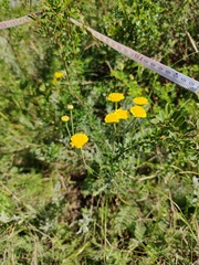 Tanacetum achilleifolium