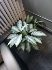 Aglaonema modestum