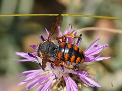 Rhodanthidium