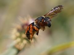Rhodanthidium