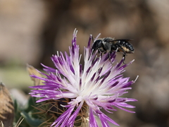 Osmia