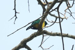 Chrysococcyx cupreus