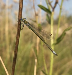 Lestes virens vestalis