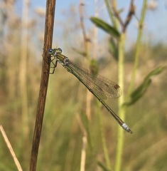 Lestes virens vestalis