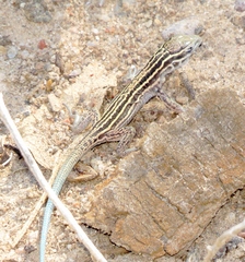 Aspidoscelis neomexicanus