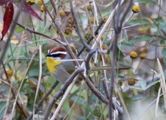 Basileuterus rufifrons