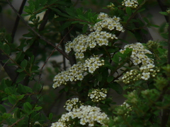 Spiraea canescens