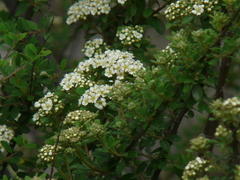 Spiraea canescens
