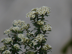 Spiraea canescens