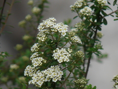 Spiraea canescens