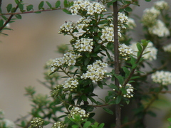 Spiraea canescens