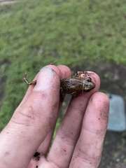 Eleutherodactylus campi