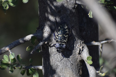 Lampetis dilaticollis