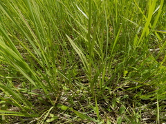 Dactylorhiza majalis baltica
