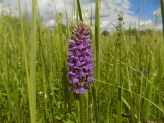 Dactylorhiza majalis baltica