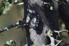 Lampetis dilaticollis