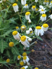 Argyranthemum broussonetii image