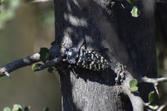 Lampetis dilaticollis