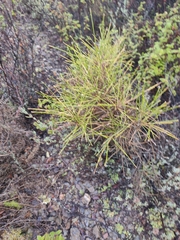 Genista umbellata