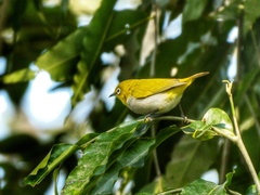 Zosterops palpebrosus