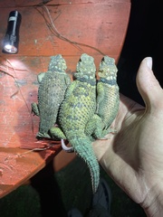 Sceloporus cyanogenys