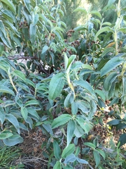 Cistus symphytifolius