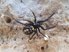 Steatoda