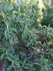 Cistus symphytifolius