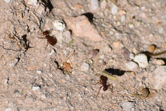 Acromyrmex versicolor