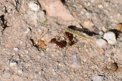 Acromyrmex versicolor
